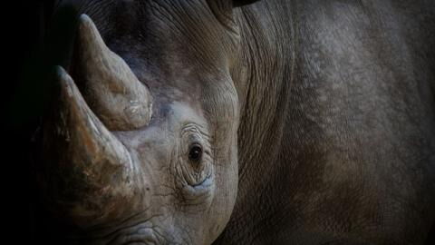 How Captivity Caused Jacob The Rhinoceros To ‘Die From Fatigue’