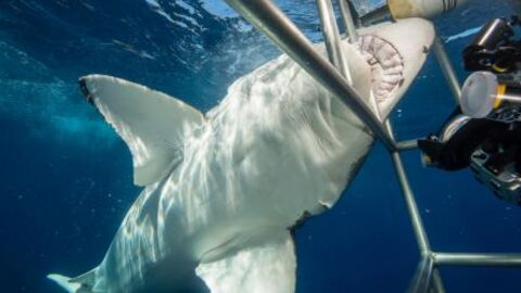 This Diver Narrowly Escaped With His Life After A Great White Shark Got Into His Protective Cage