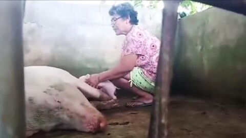 They Witnessed a Pig Giving Birth but What They Saw Was Out of This World