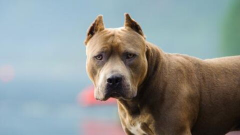 This Video of a Ferocious Dog Attacking a Little Girl Has Shocked the Internet