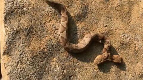 This Woman Was Left Terrified When She Discovered A TWO-HEADED Snake In Her Garden