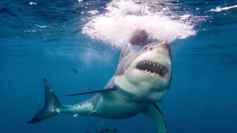 This Insane Footage Shows a Great White Shark Stealing a Fishermans Catch