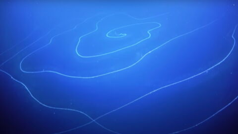 The Longest Creature Ever Discovered Was Found in the Deep of the Australian Coast