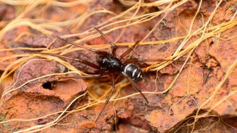 People aren't the only ones in lockdown as false widow sightings surge in UK homes