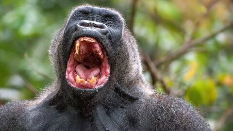 Wild Gorillas Filmed Singing Together in Animal Sanctuary