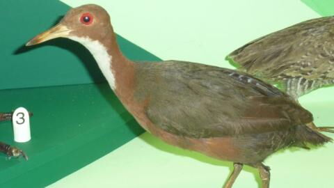 A bird that went extinct 136,000 years ago has mysteriously reappeared