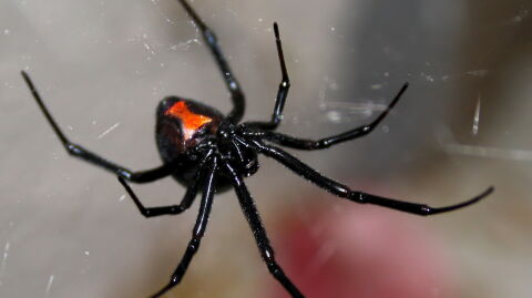 Three brothers have been bitten by a black widow in an attempt to become Spider-Man