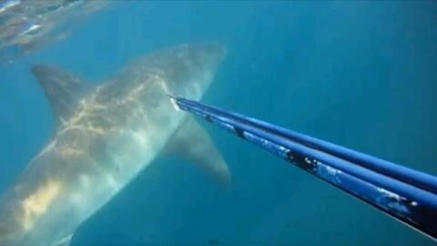 When A Diver Came Across A Huge Great White Shark in South Africa