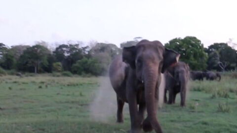 Tourists left terrified as elephants charge their jeep