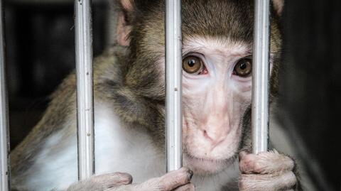 An alcoholic monkey has been sentenced to life in solitary after attacking 250 people