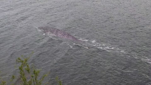 A new photo reignites the debate on the Loch Ness Monster