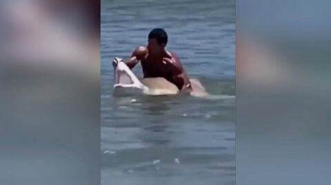 Shocking Footage Shows Man Wrestling a Shark With His Bare Hands for a Photo