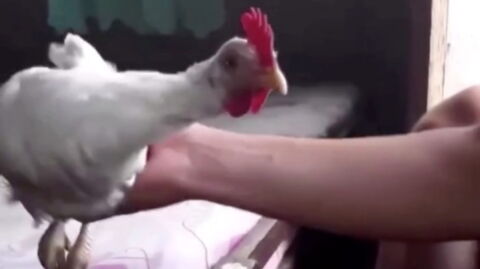 This Chicken's Motionless Head Will Have You Scratching Yours (Video)