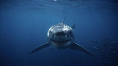 A Woman Was Killed by an Extremely Rare Great White Shark Attack