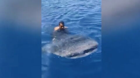 Shocking video shows man riding the back of a whale shark
