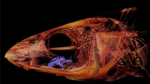 This Crustacean Drinks the Blood of Fish and Eventually Replaces Their Tongue