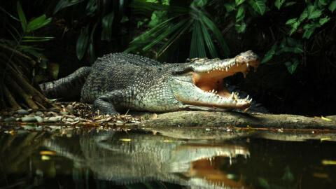 Check Out the Incredible Footage of a Crocodile Protecting Its Eggs From Two Monitor Lizards