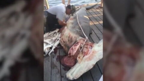 What he found in this shark's stomach left one fisherman shocked