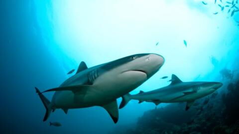 This Shark Would Not Let Go of This Man's Arm (Video)