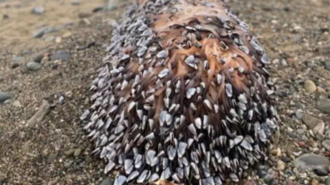 Mysterious creatures have washed up on a UK beach...and they could be worth thousands