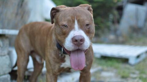 Loyal pitbull saved it's owners life not once but twice!