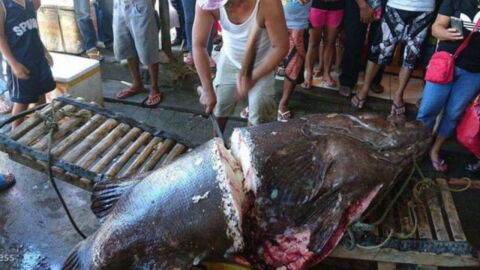 He caught an enormous fish but what he discovered inside made his jaw drop