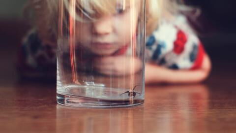 The UK’s Most Venomous Spider Is ‘Eating People Alive’