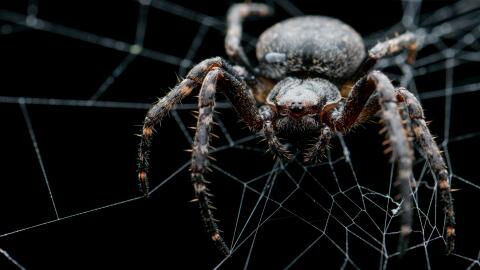 A Spider Bite Left This Man One Day from Death