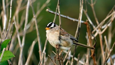 Study Proves Lockdown Had an Unsuspected Impact on Bird Song