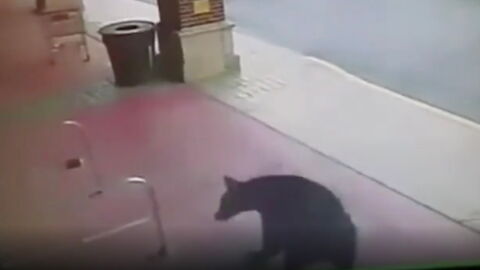 Thirsty wild bear wanders into a liquor store (VIDEO)