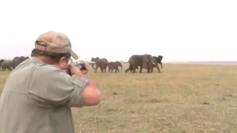 Elephants Charge at Hunters After They Shoot at a Member of Their Herd
