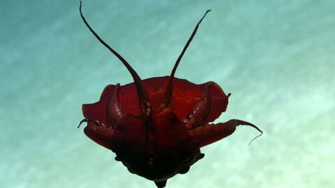 Bizarre creature spotted in the depths of the Atlantic has shocked scientists