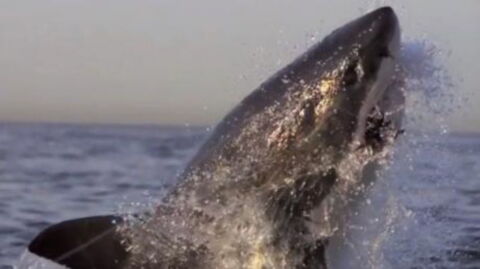 Slow Motion Video Shows Off The Terrifying Power Behind A Shark Attack (Video)