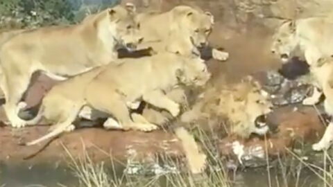 Shocking moment six lions turn on one of their own in a vicious attack
