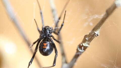 This man was bitten by a black widow in his sleep – with horrific consequences