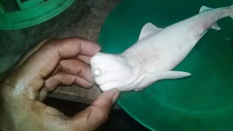 Fishermen left baffled after discovering a one-eyed albino baby shark