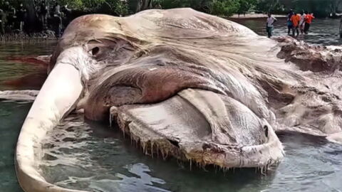 This Mysterious Sea Creature Washed Up On The Beach And No One Could Tell What It Was