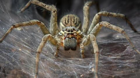 A spider devours a marsupial in an unbelievable scene caught on camera