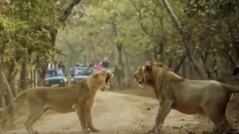A photographer captured a rare scene involving two fierce lions in the wild