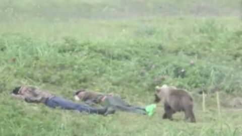 Shocking footage shows two travellers rudely wakened by a curious bear