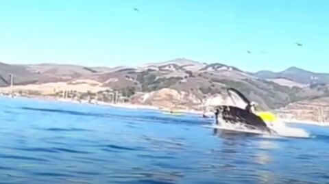 This hungry whale almost made a meal out of these kayakers
