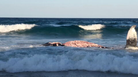 Gruesome Footage Shows a Beached Whale Being Torn Up by a Shark