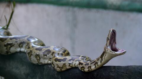 This old woman was sleeping peacefully until she realised something was trying to eat her