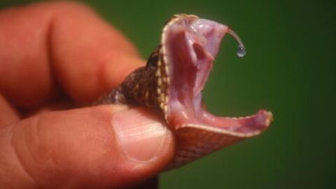This is how fast snake venom can kill you