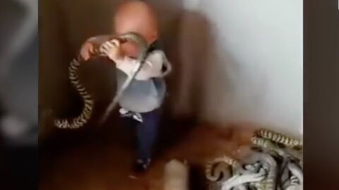 Toddler discovered a snake nest and his reaction was priceless