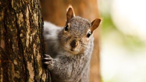 A squirrel gets drunk after eating a fermented pear (VIDEO)