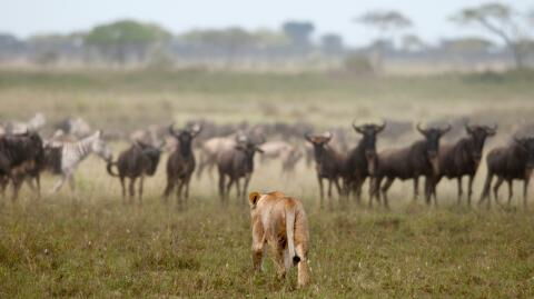 These two lions were fighting over a baby wildebeest for a surprising reason (VIDEO)