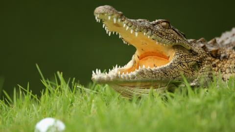 Terrifying footage shows crocodiles taking over the streets in Australia
