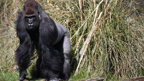 Photograph Captures the World’s Rarest Great Ape