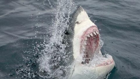 Terrifying footage shows a great white shark attacking a fishing boat